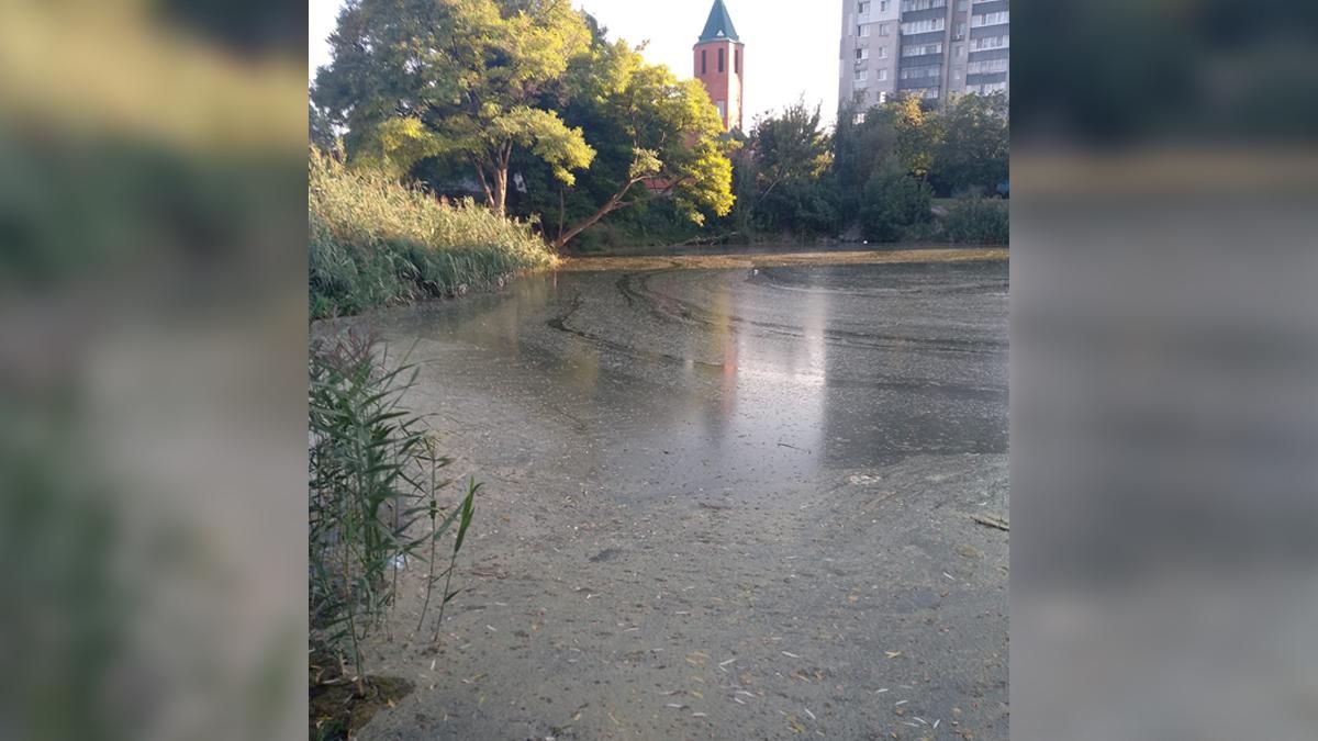 Помирає озеро з черепахами: мешканці Дніпра б'ють на сполох - Україна новини - 24 Канал Помирає озеро з черепахами: мешканці Дніпра б'ють на сполох - Україна новини - 24 Канал