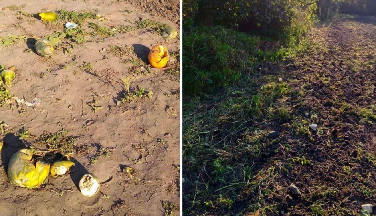 Попри біль й обмеження через хворобу: на Черкащині дітей змушували на уроках збирати врожай - Новини Черкас сьогодні - Освіта Попри біль й обмеження через хворобу: на Черкащині дітей змушували на уроках збирати врожай - Новини Черкас сьогодні - Освіта