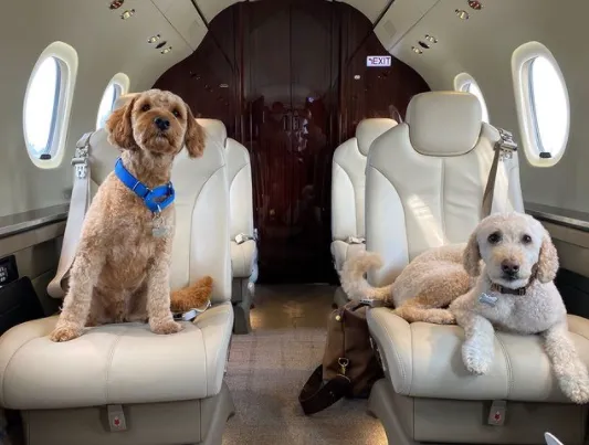 Пассажиры снимают частные самолеты для животных