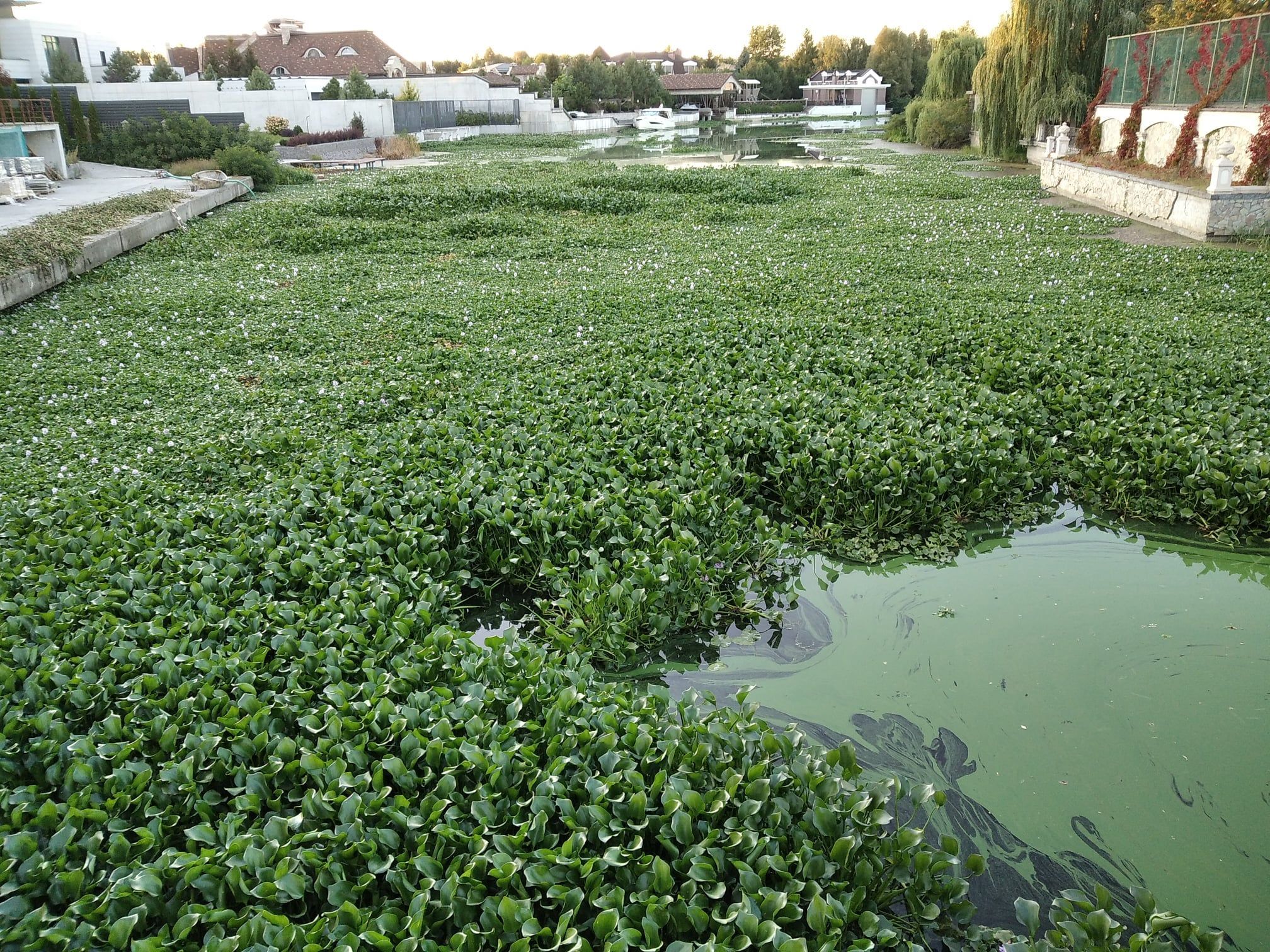 На Київщині річку Дніпро атакує "зелена чума": фото водойми - Новини Київ - Київ На Київщині річку Дніпро атакує "зелена чума": фото водойми - Новини Київ - Київ