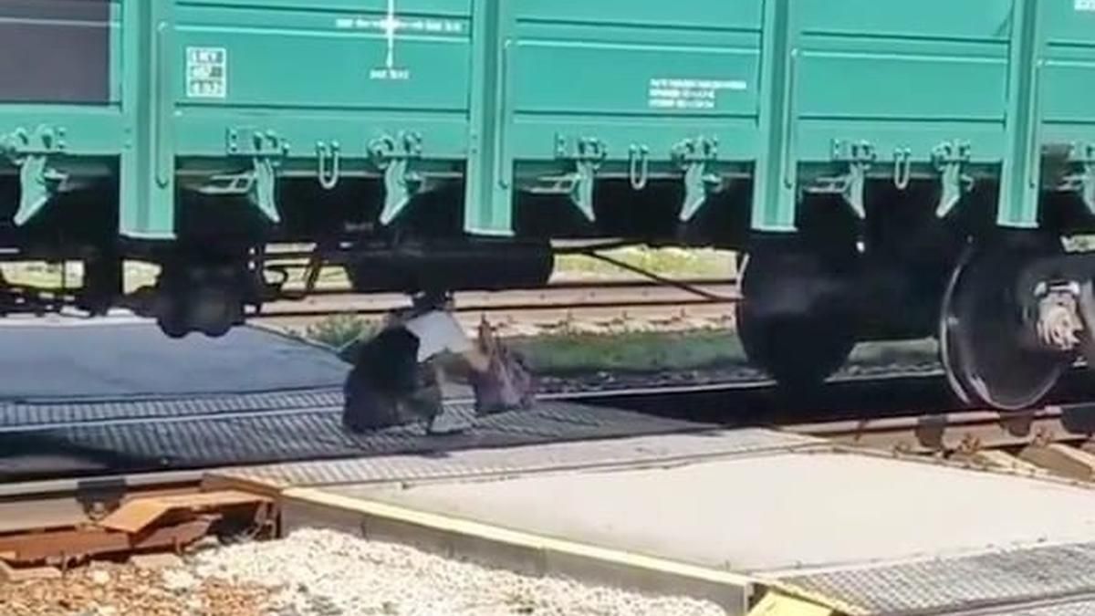 Аби встигнути на електричку: під Києвом людям довелося пролізати під вантажним поїздом - Новини Київ - Київ Аби встигнути на електричку: під Києвом людям довелося пролізати під вантажним поїздом - Новини Київ - Київ