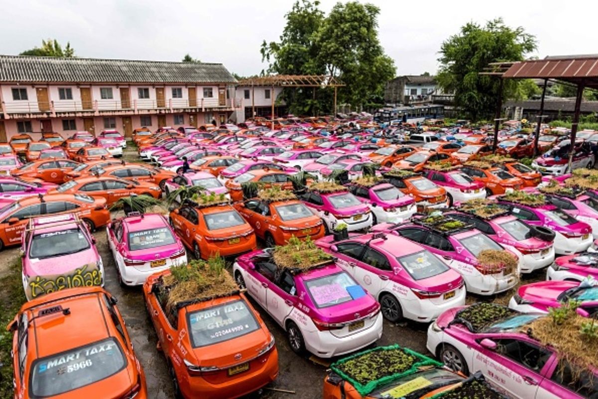Збанкрутілі таксисти в Таїланді створили город на своїх авто: фото й відео з протесту - 24 Канал