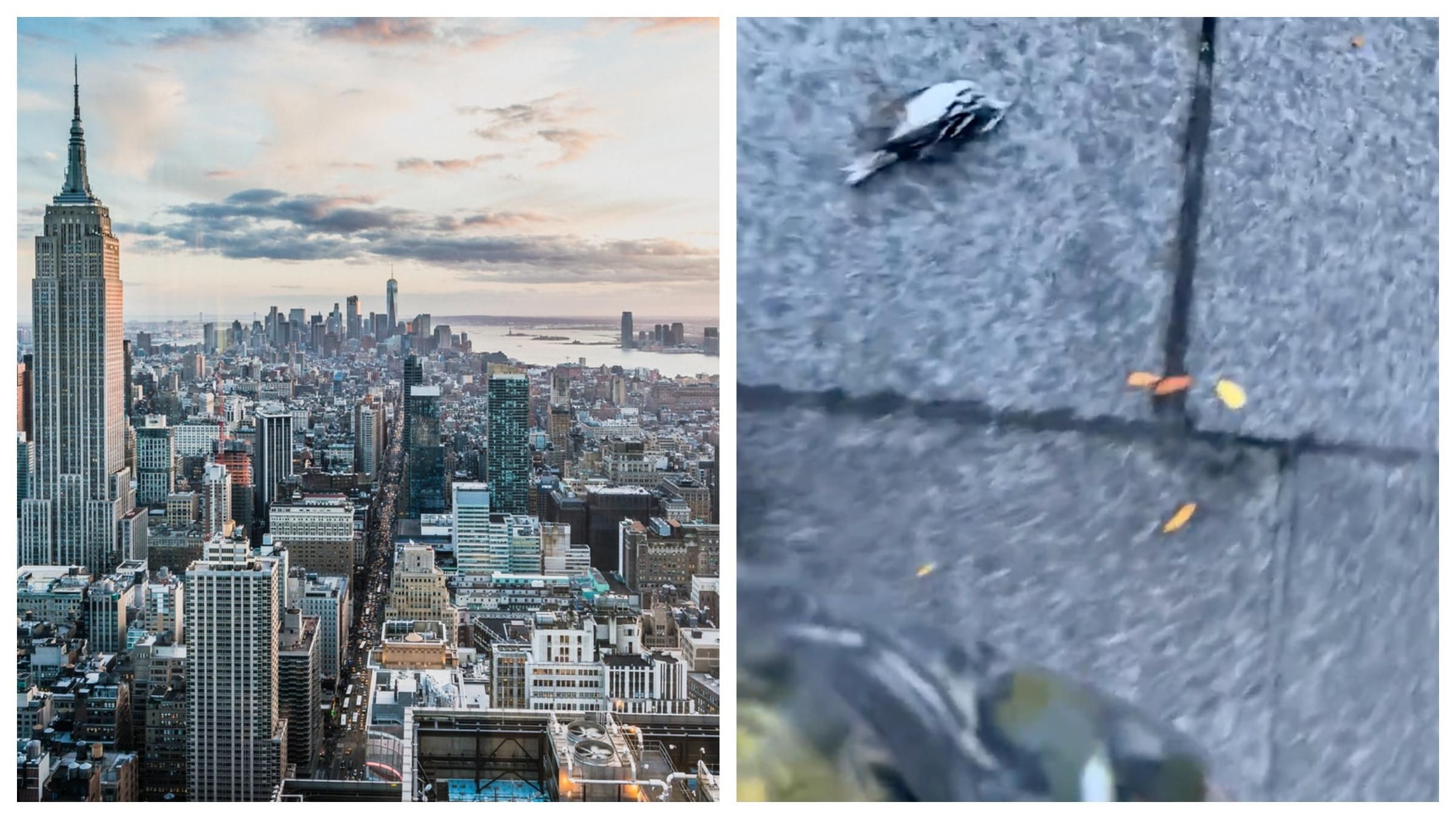 У Нью-Йорку масово гинуть птахи: зоозахисники назвали причину - 24 Канал