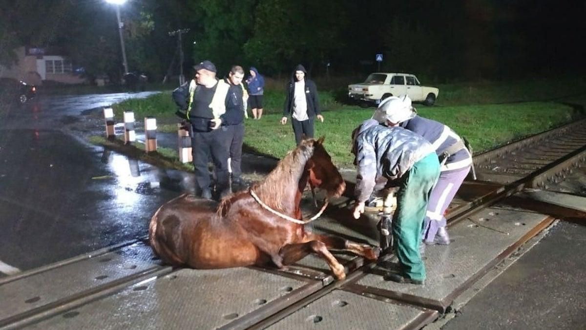 Застрял между путями: на Волыни для спасения лошади пришлось останавливать поезд - Новости Луцк - 24 Канал Застрял между путями: на Волыни для спасения лошади пришлось останавливать поезд - Новости Луцк - 24 Канал
