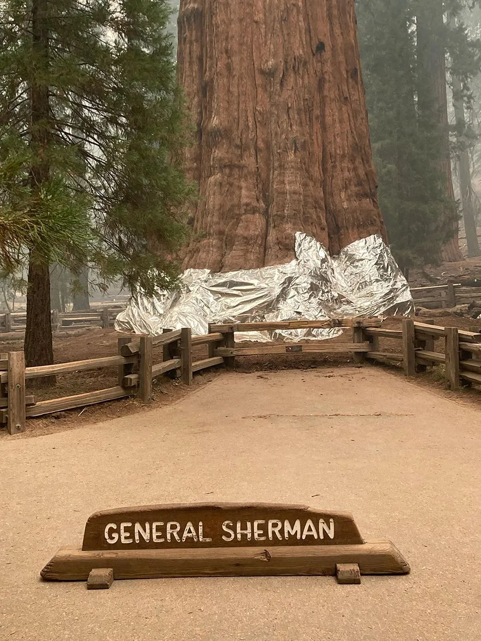 найбільше дерево у світі, Генерал Шерман