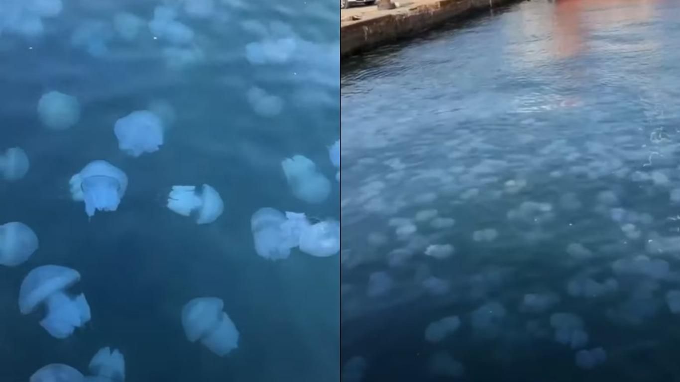 Нашестя медуз у розпал оксамитового сезону: туристи показали брудне узбережжя Одеси - Новини Одеси - Travel