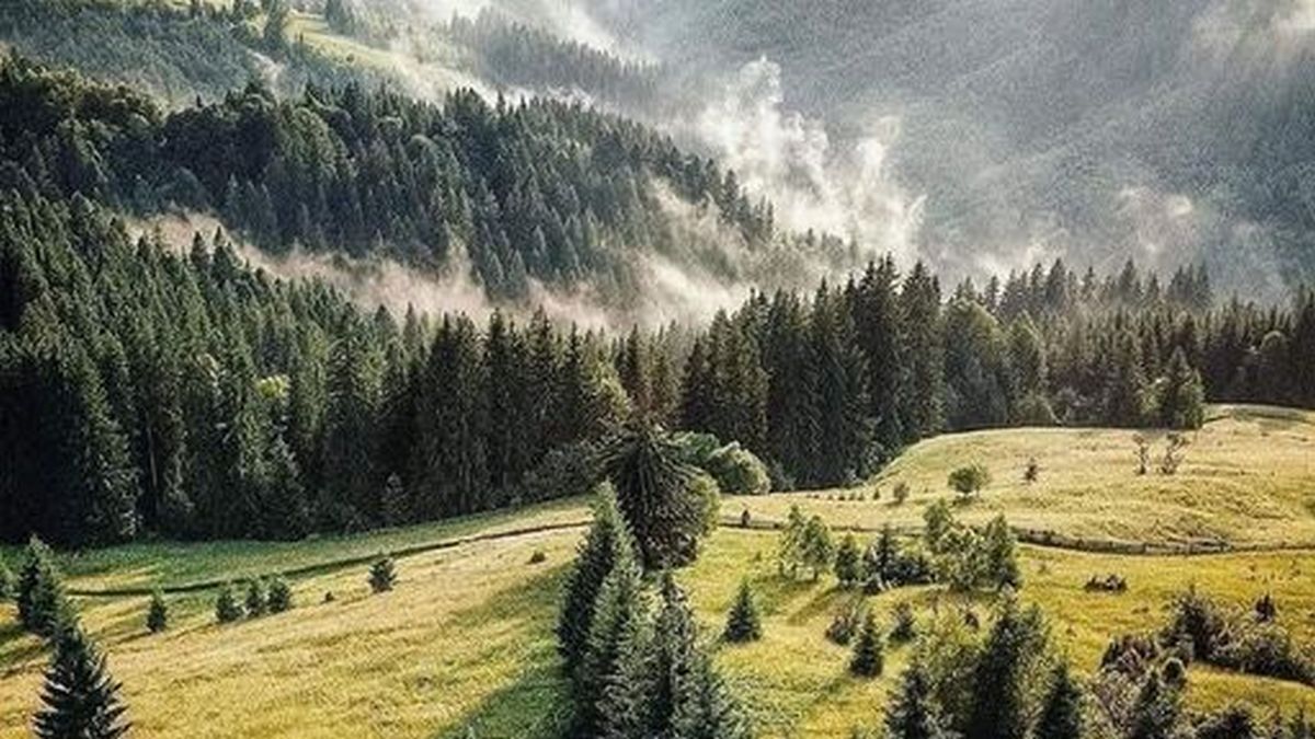 Исчезновение грибников на Прикарпатье: их до сих пор не нашли Исчезновение грибников на Прикарпатье: их до сих пор не нашли