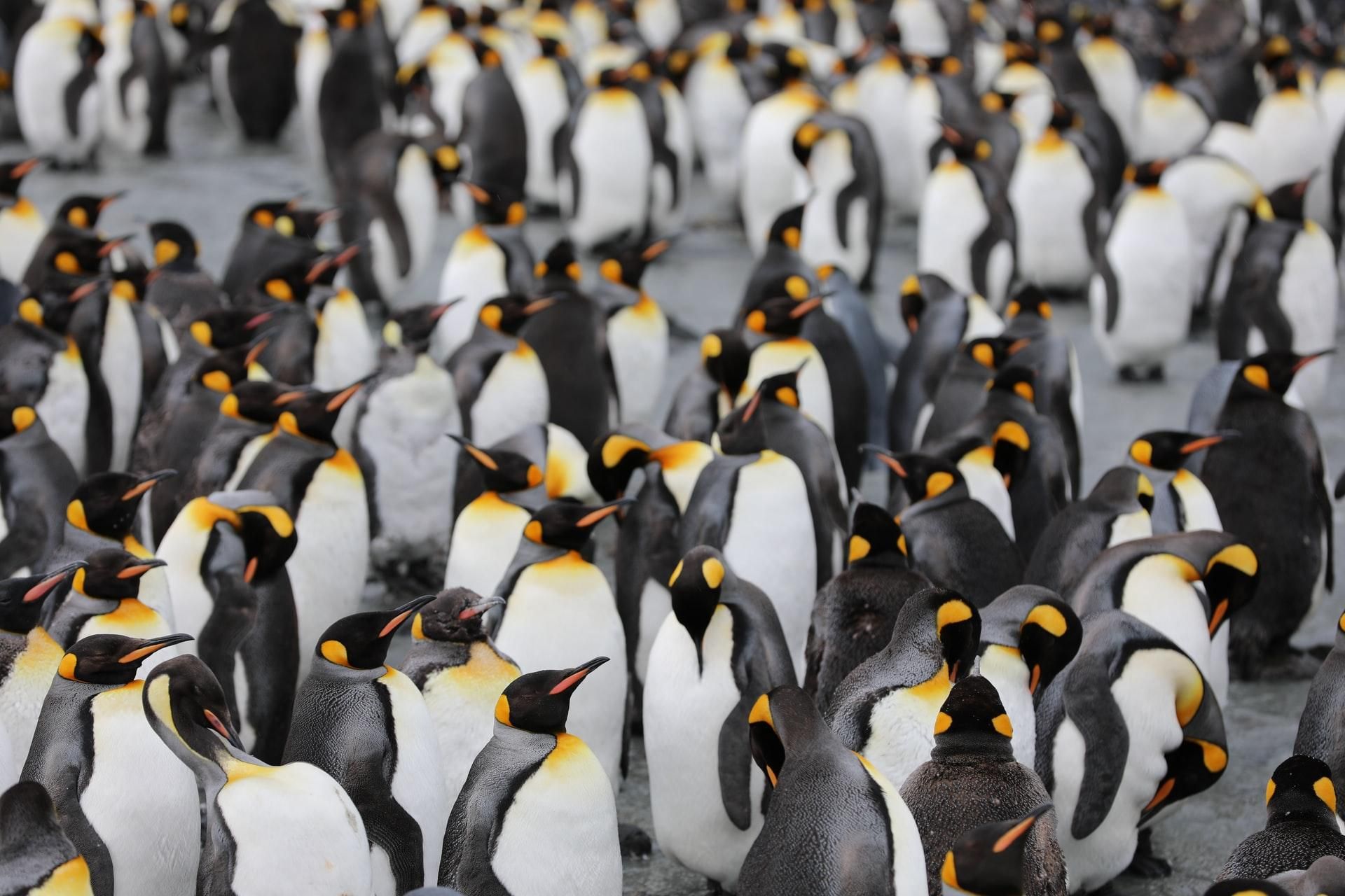 В Новой Зеландии открыли новый вид гигантских пингвинов