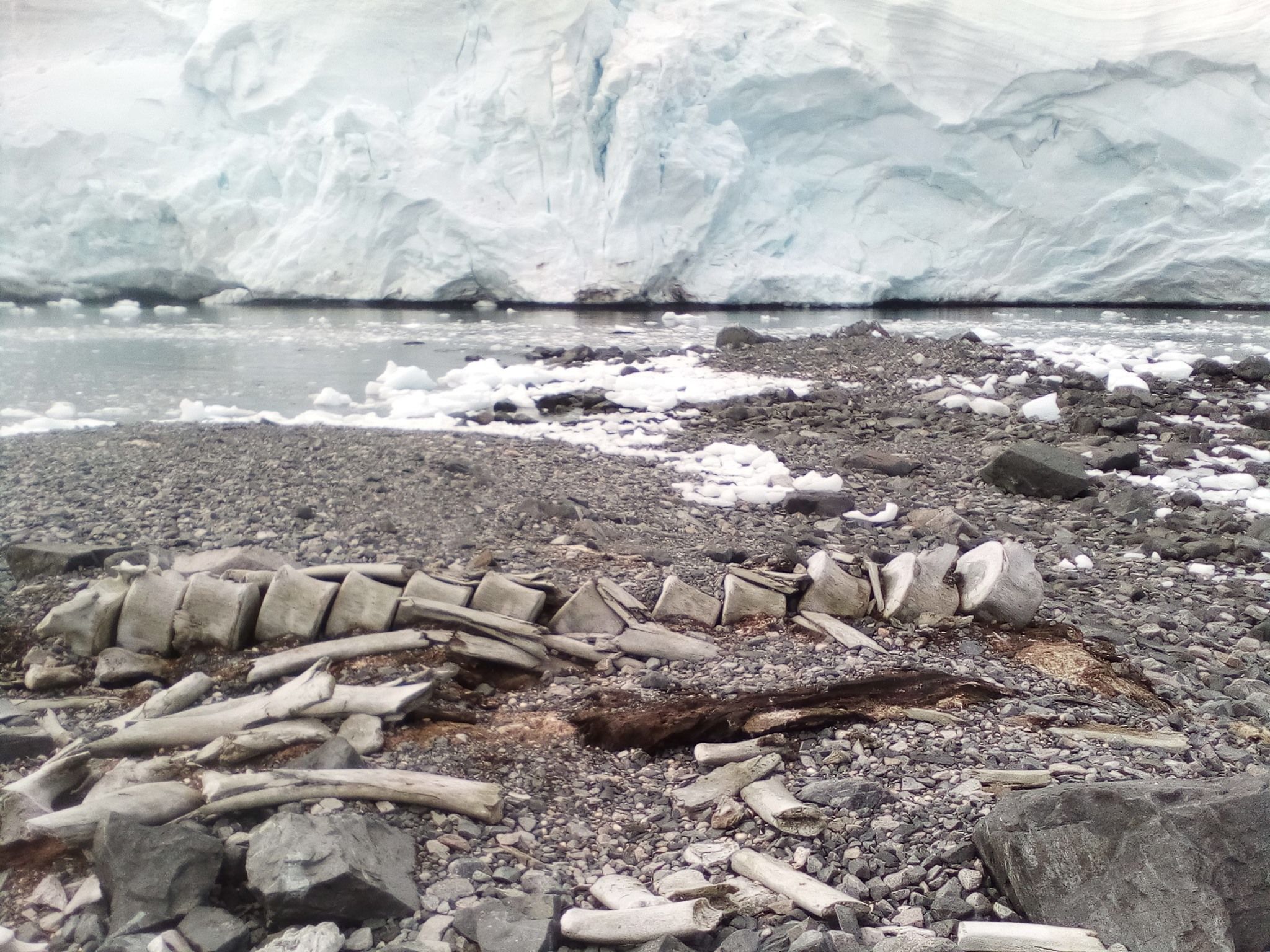 Вчені розгадали секрети кита, рештки якого роками лежать біля станції "Вернадський" - Україна новини - 24 Канал Вчені розгадали секрети кита, рештки якого роками лежать біля станції "Вернадський" - Україна новини - 24 Канал