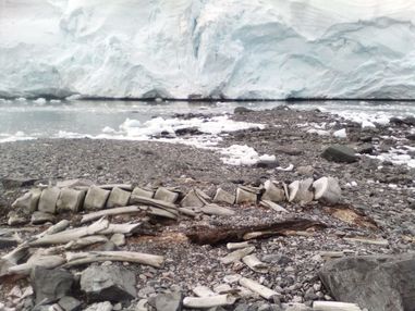 Ученые разгадали секреты кита, останки которого годами лежат возле станции "Вернадский"