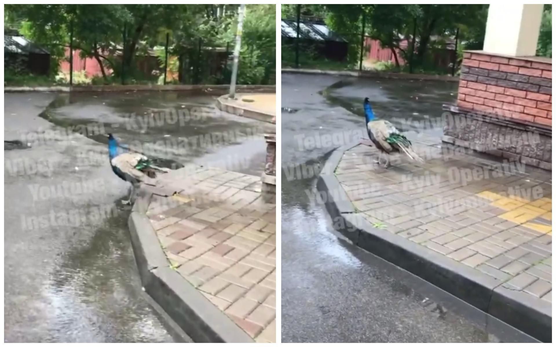 "Климат очень изменился": в Киеве посреди улицы гуляла экзотическая птица