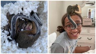 В США школьница стала мамой троих осиротевших из-за урагана бельчат