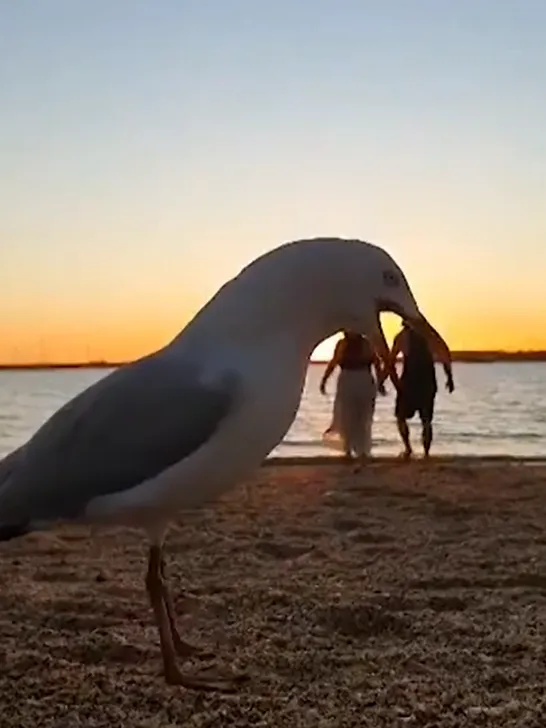 Чайка ворвалась в романтическое видео на пляже