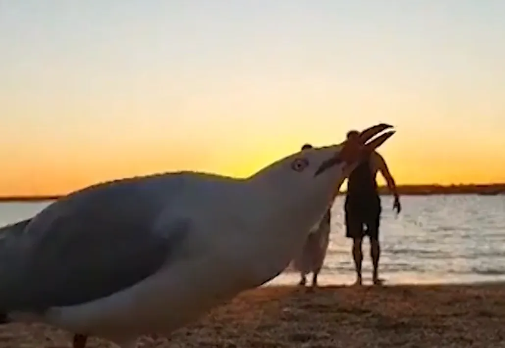 Чайка ворвалась в романтическое видео на пляже
