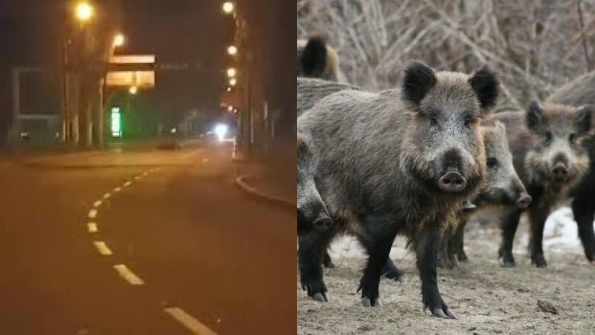 В окупованому Донецьку вулицею гуляє стадо кабанів: курйозне відео - Новини Донецька - 24 Канал