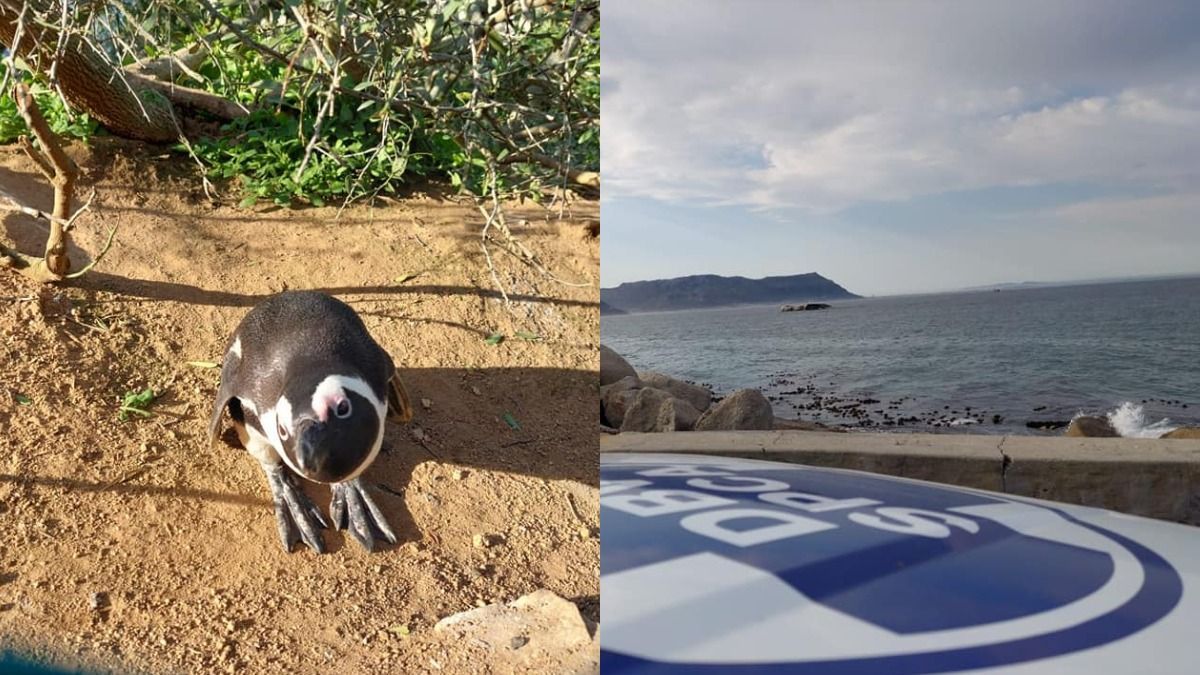 Под угрозой исчезновения: в Южной Африке пчелы убили более 60 пингвинов Под угрозой исчезновения: в Южной Африке пчелы убили более 60 пингвинов