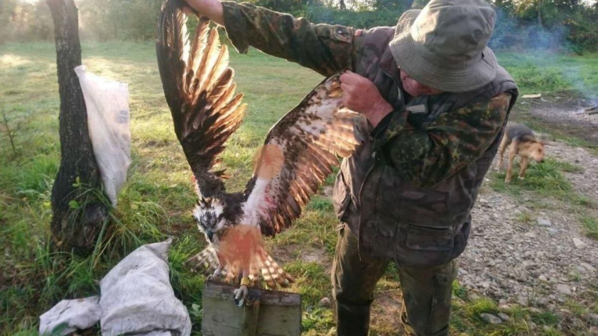 Прилетела из Финляндии: на Прикарпатье браконьеры убили редкую птицу