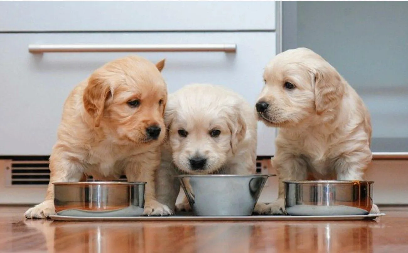 Собаки Собаки