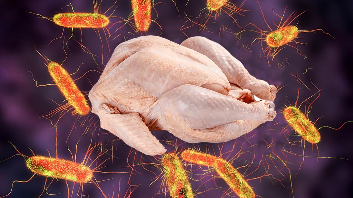 В Україну завезли 4 тонни зараженої сальмонелою польської індички - Україна новини - 24 Канал В Україну завезли 4 тонни зараженої сальмонелою польської індички - Україна новини - 24 Канал