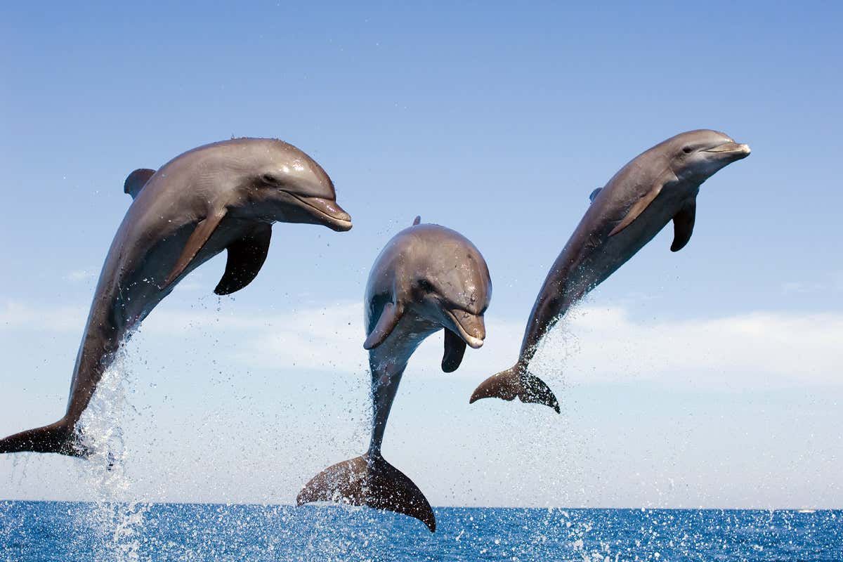 Свит допоможе розшифрувати "мову" дельфінів: дослідження - Новини технологій - Техно