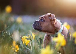 Застенчивый щенок пытается найти себе друзей – трогательное видео