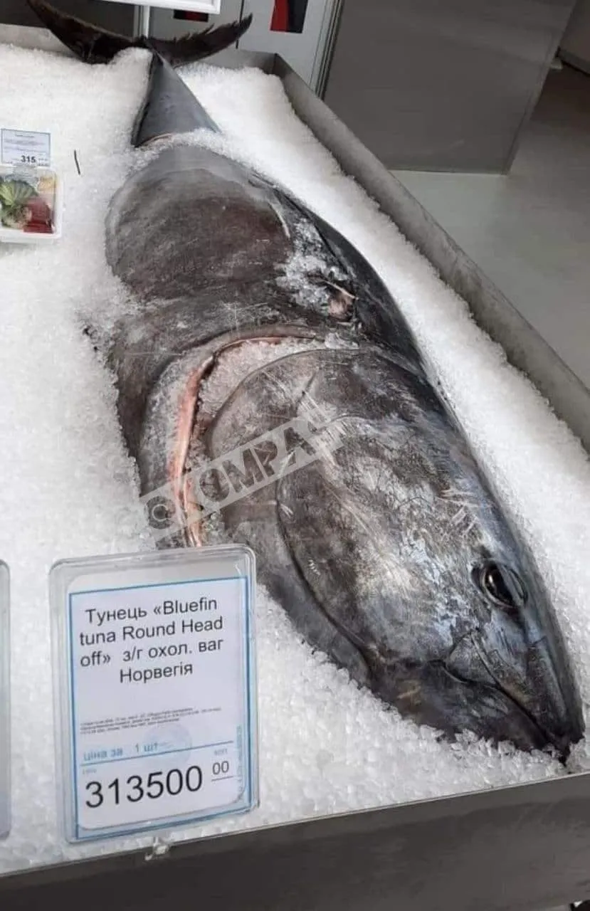 Тунець 300 тисяч гривень Київ Норвегія Тунець 300 тисяч гривень Київ Норвегія