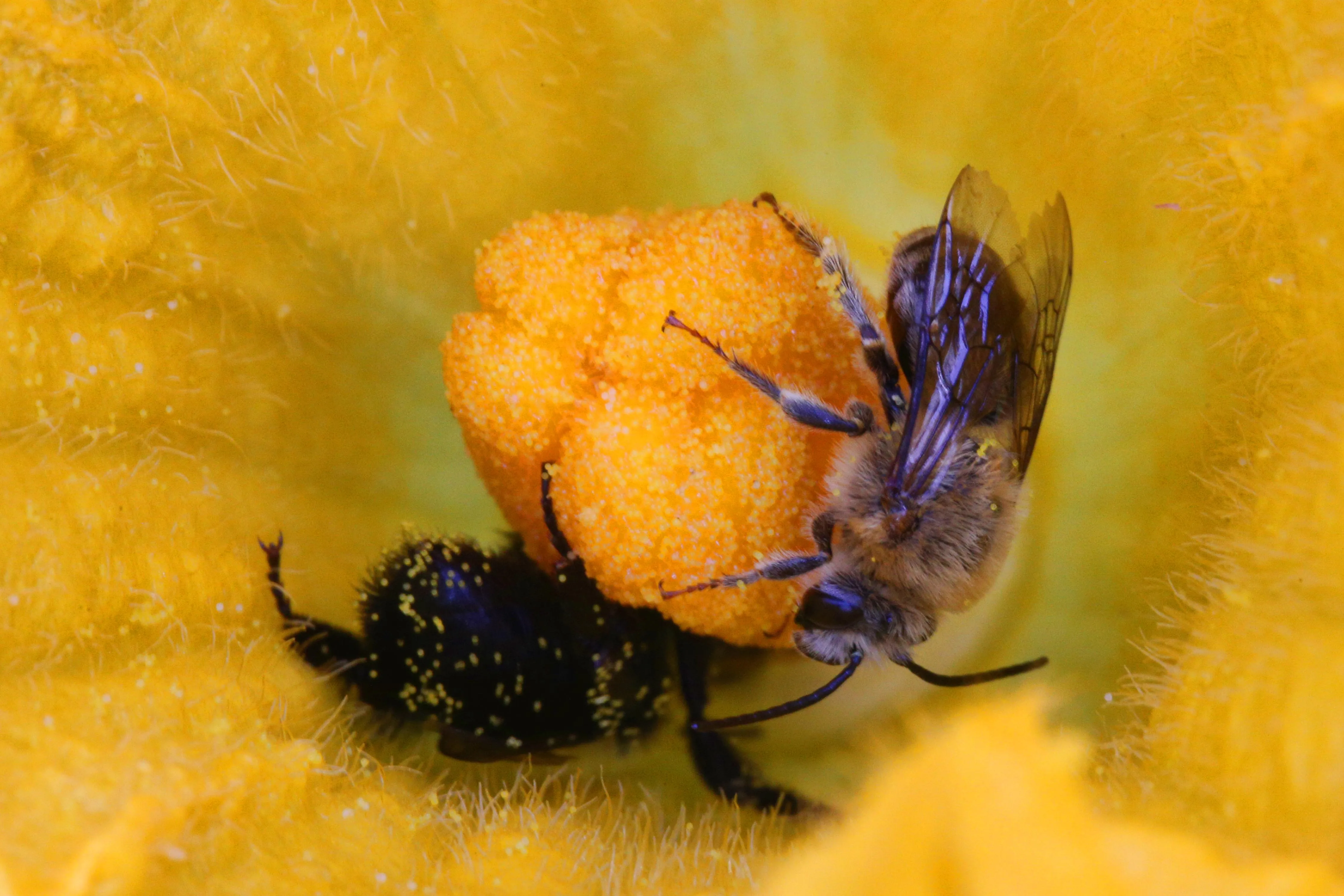 Бджоли необхідна ланка в харчовому ланцюжку