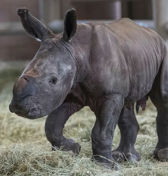 Всесвітній день носорога