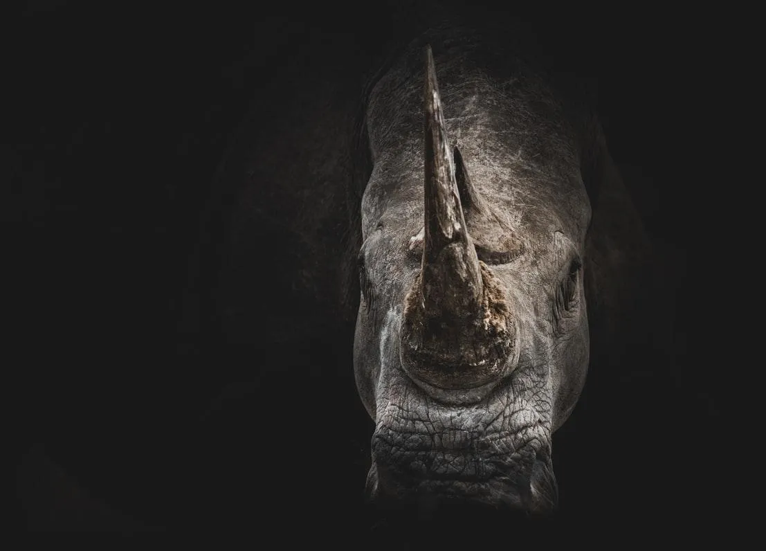 Всесвітній день носорога