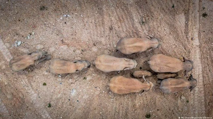 Слони йдуть до нового дому Слони йдуть до нового дому