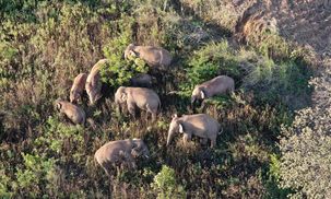 Столовая слонов: в Китае создали "фудкорт" для кочующих животных