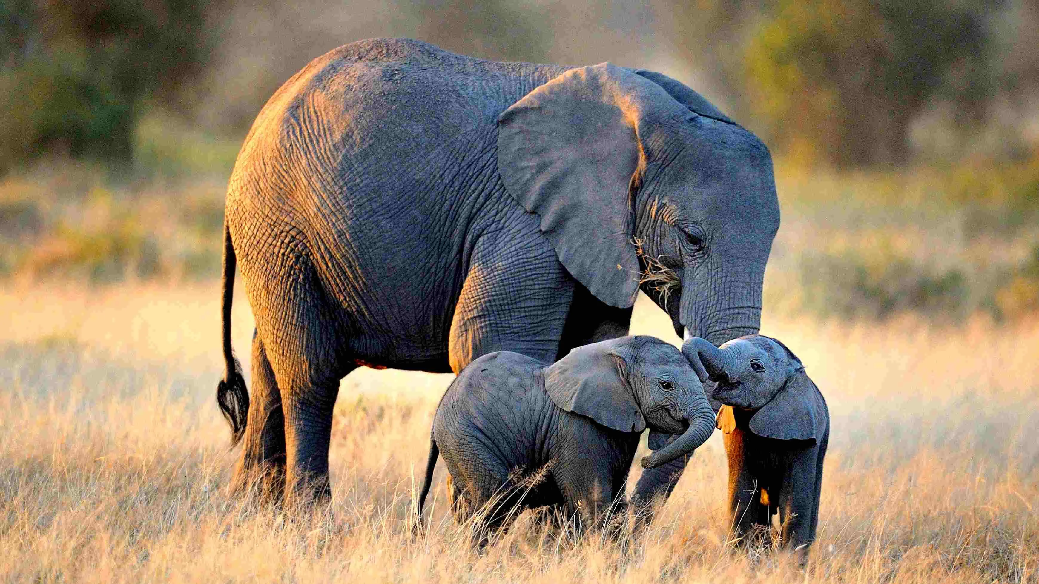 Слоненята з мамою