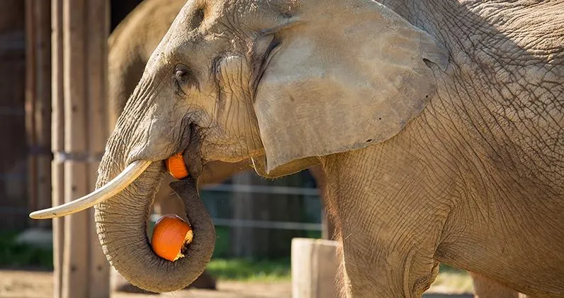 Слони постійно їдять