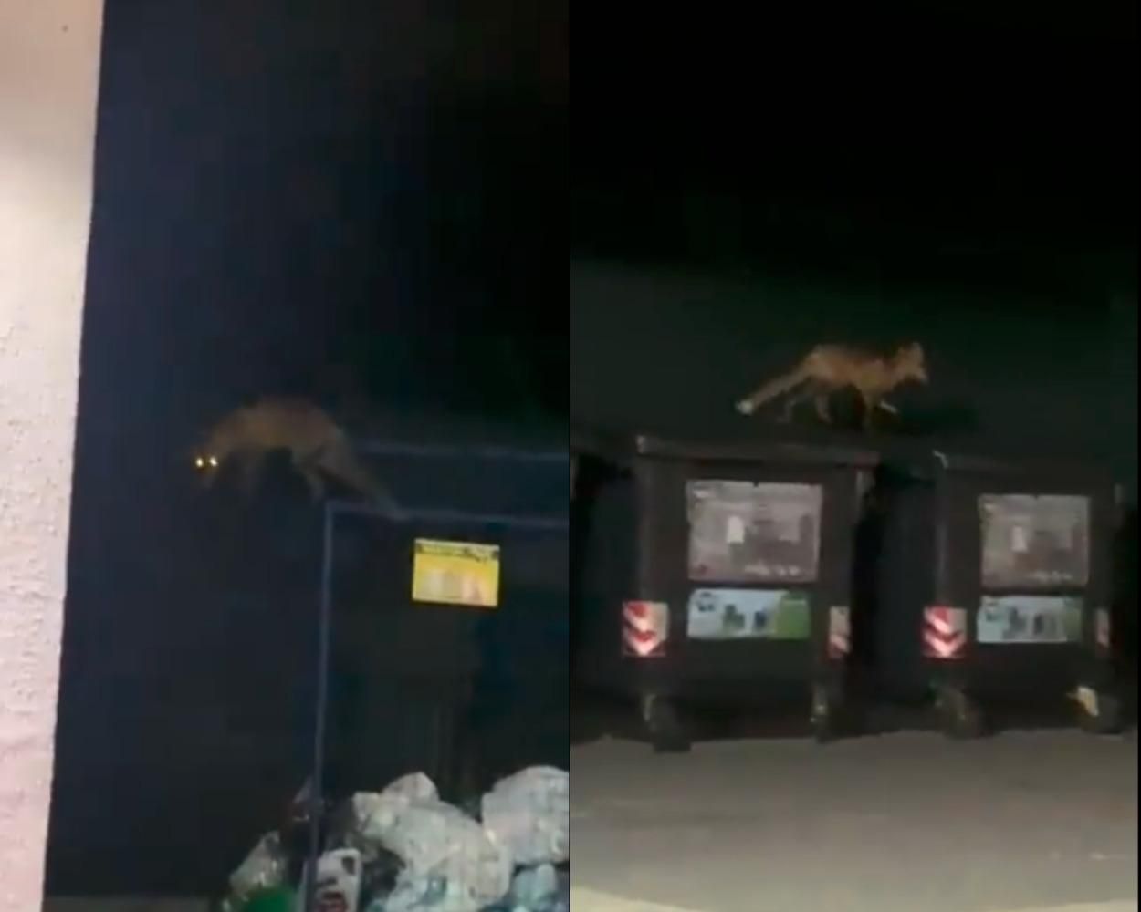 Неподалік центру Львова помітили дику лисицю: відео з місця події - Новини Львова - Львів Неподалік центру Львова помітили дику лисицю: відео з місця події - Новини Львова - Львів