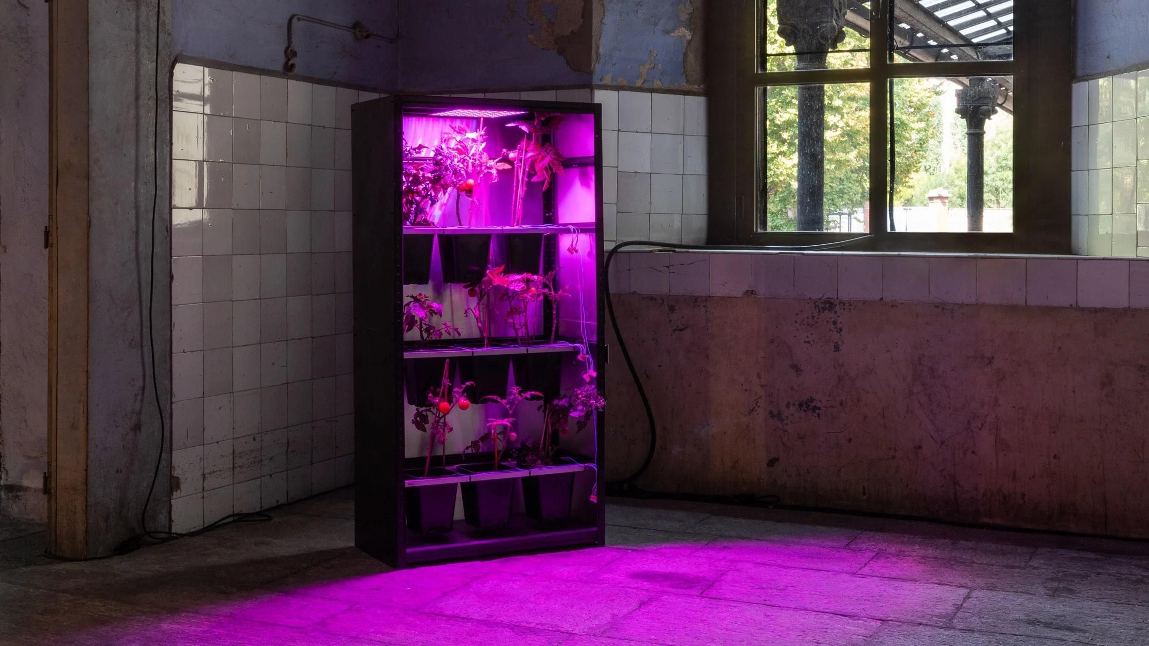 Чоловік створив сервер, який працює на помідорах: фото незвичної системи - Новини технологій - Техно Чоловік створив сервер, який працює на помідорах: фото незвичної системи - Новини технологій - Техно