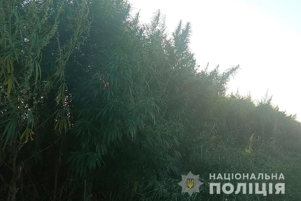 Вовчків, плантація коноплі під Борисполем, наркоторгівля 