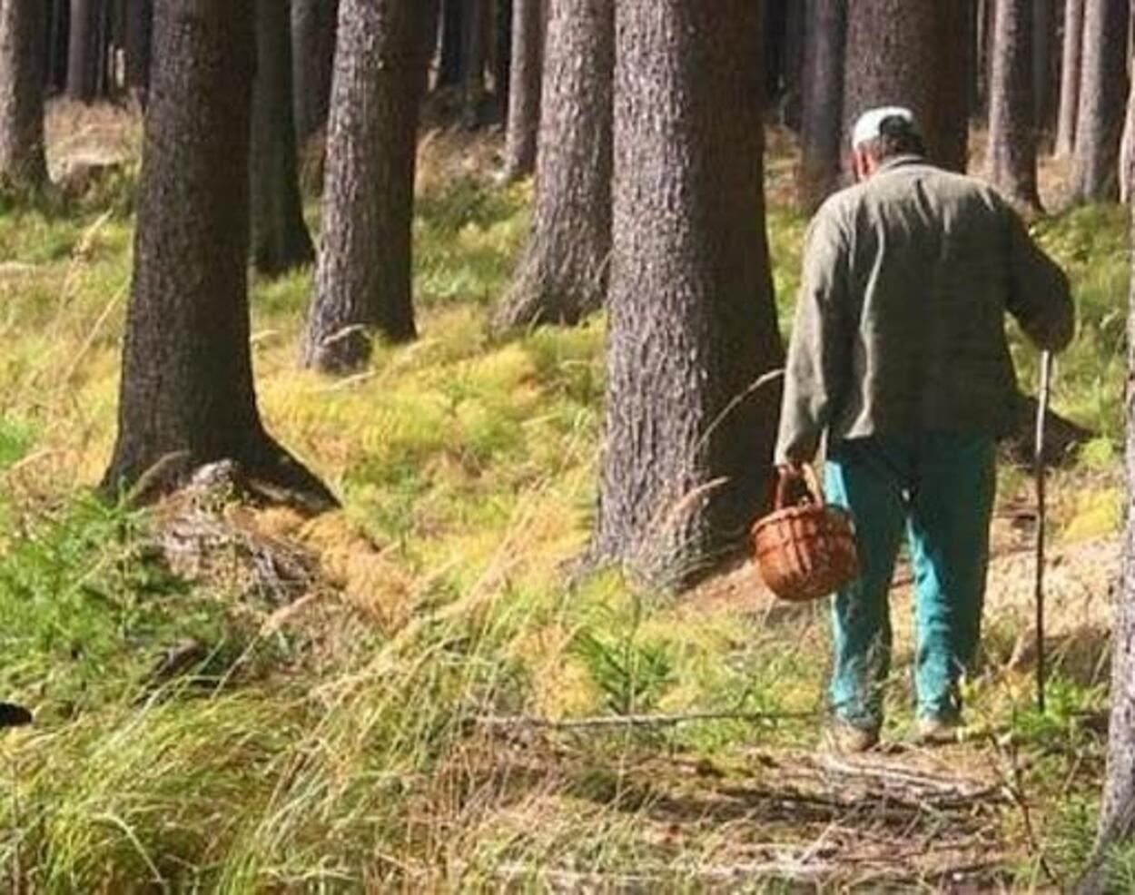 Зниклого на Львівщині грибника знайшли мертвим у лісі - Новини Львова - Львів Зниклого на Львівщині грибника знайшли мертвим у лісі - Новини Львова - Львів