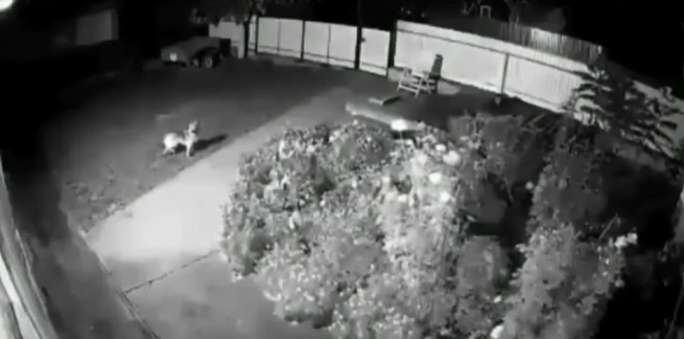 Звуки были похожи на взрывы: появилось видео момента землетрясения на Тернопольщине Звуки были похожи на взрывы: появилось видео момента землетрясения на Тернопольщине