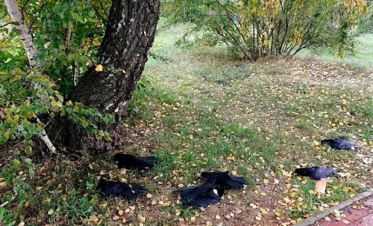 Мертві птахи падали просто на перехожих: у Росії зафіксували масову загибель ворон - Новини Росія - 24 Канал Мертві птахи падали просто на перехожих: у Росії зафіксували масову загибель ворон - Новини Росія - 24 Канал