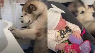 Как семья пыталась уговорить гигантского пса искупаться: курьезное видео