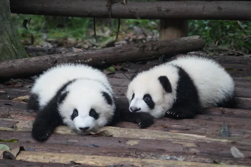 размножение панд