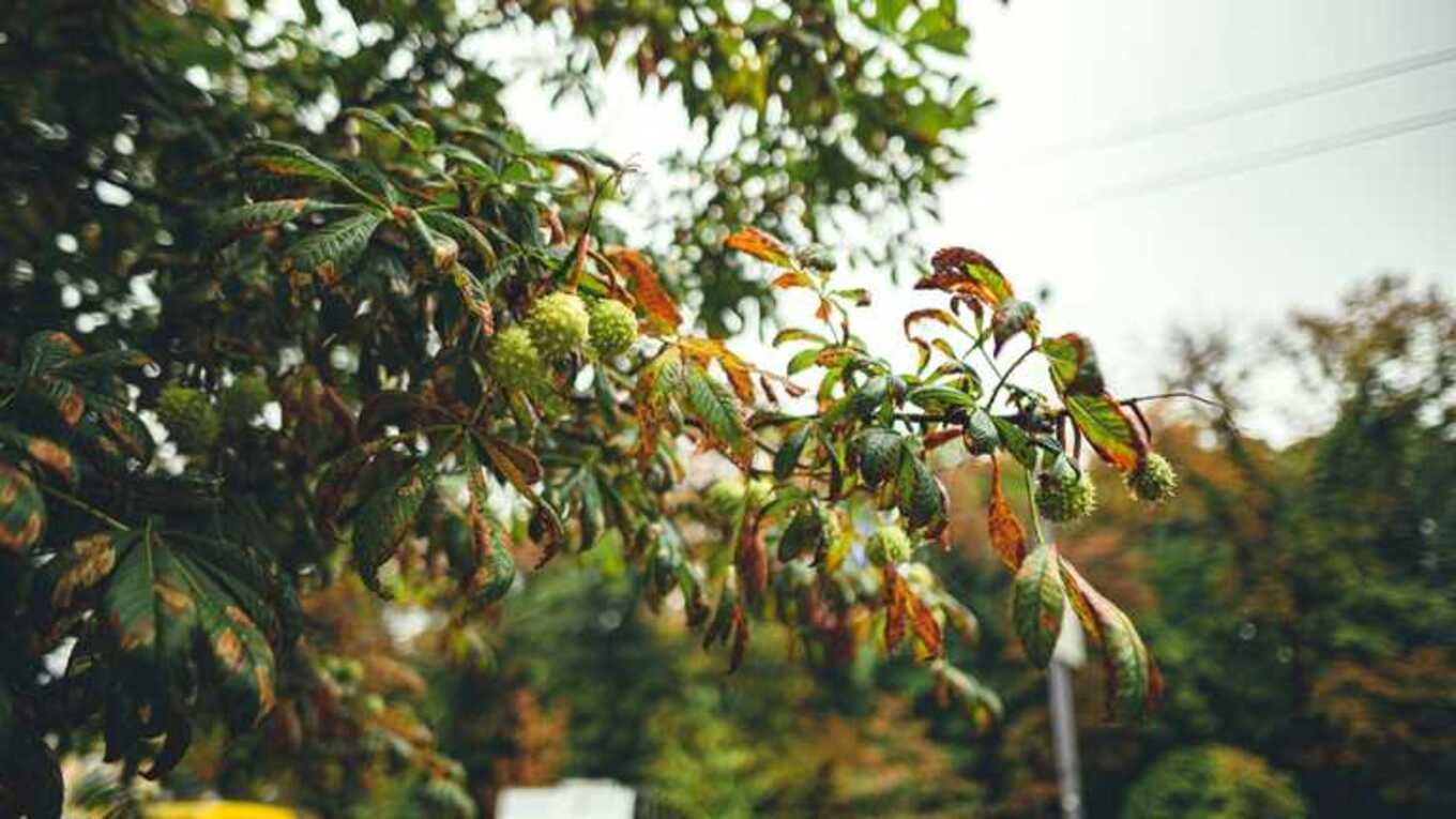 Погода на 27 сентября 2021 в Украине: что прогнозируют синоптики Погода на 27 сентября 2021 в Украине: что прогнозируют синоптики