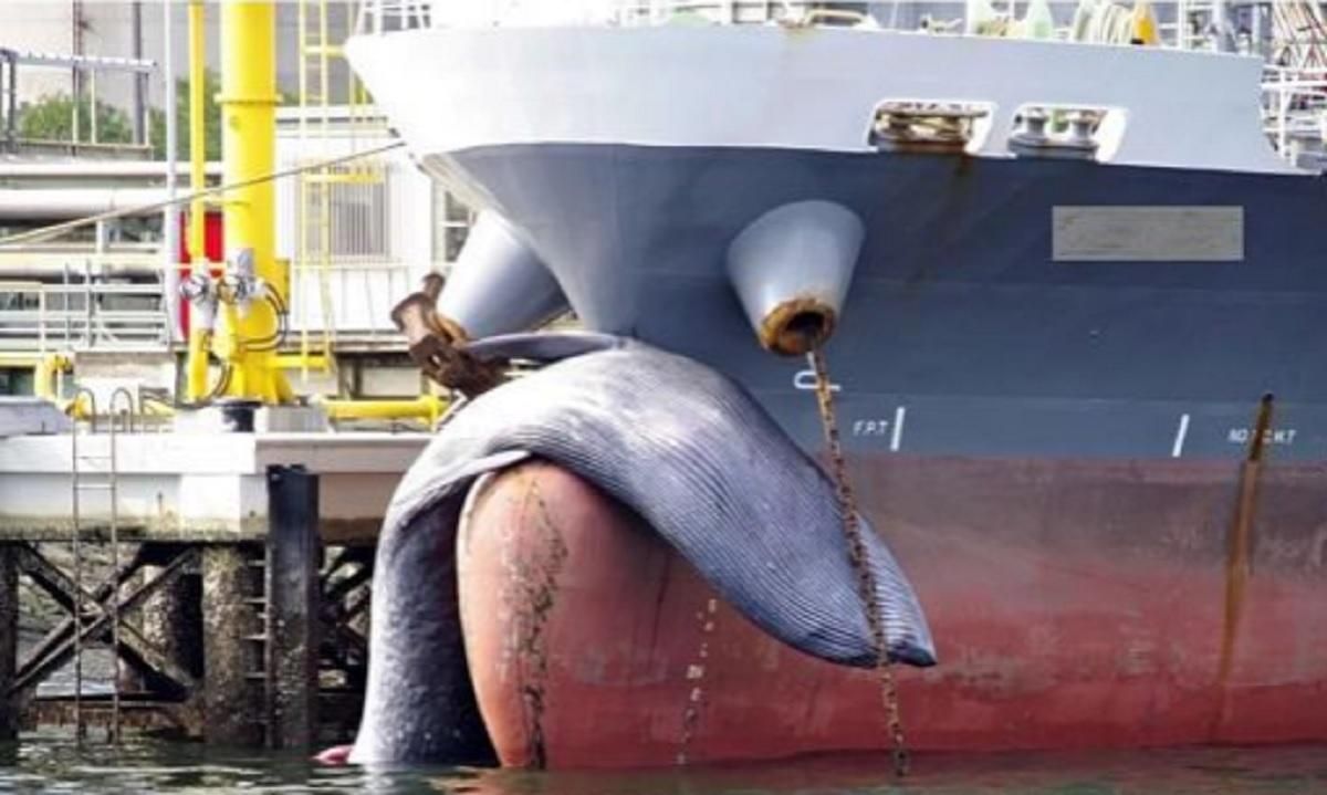 В Японии корабль причалил к гавани с огромным мертвым китом на носу
