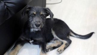 В Киеве в метро забежал пес: что с ним произошло