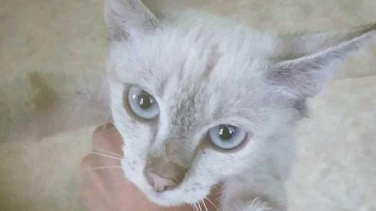 Кошка, которую спасли в киевском метро, сбежала от волонтеров