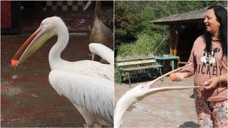 Понимает людей и жонглирует: в Виннице живет необычный пеликан Патрик
