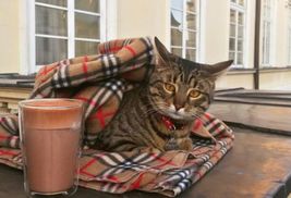 2 звезды: фото кота Левчика на руках у фронтмена "Антител" опубликовали в инстаграме