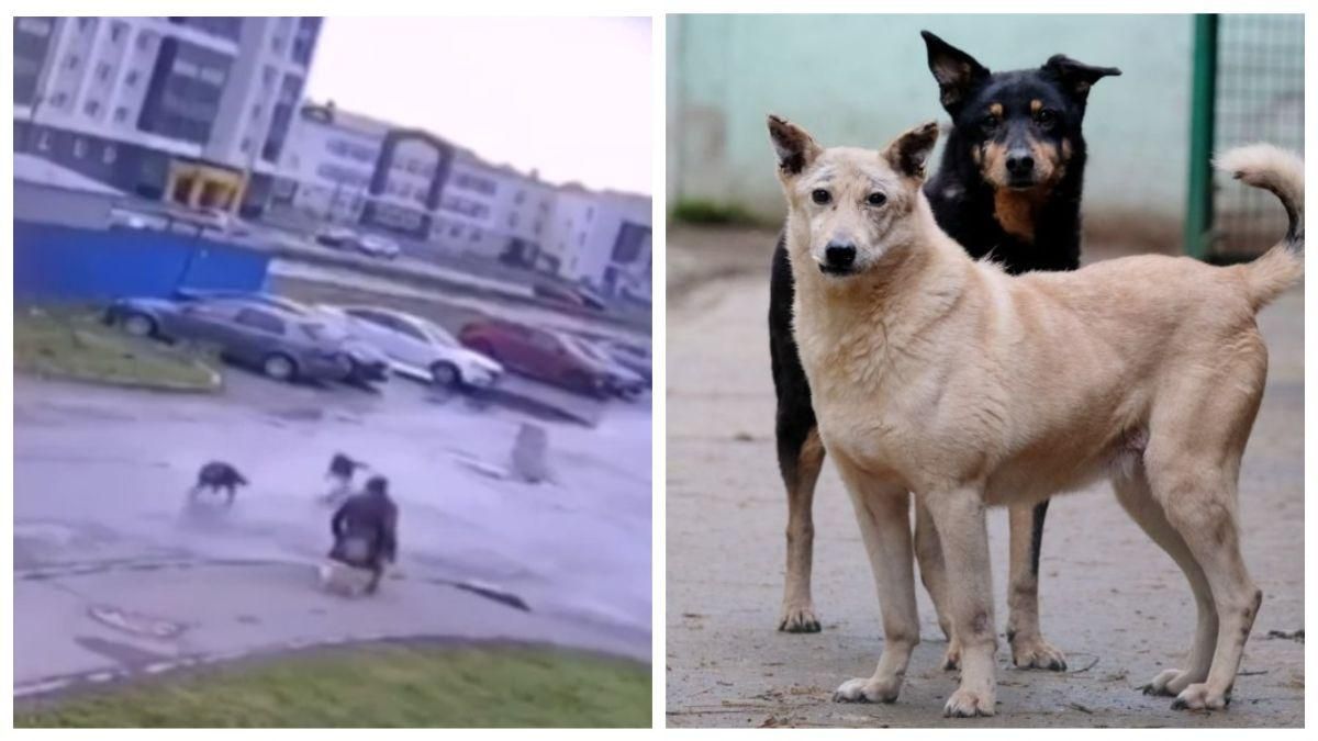 У Росії бродячі пси напали на чоловіка на візку: відео відчайдушного порятунку - Новини росії - 24 Канал
