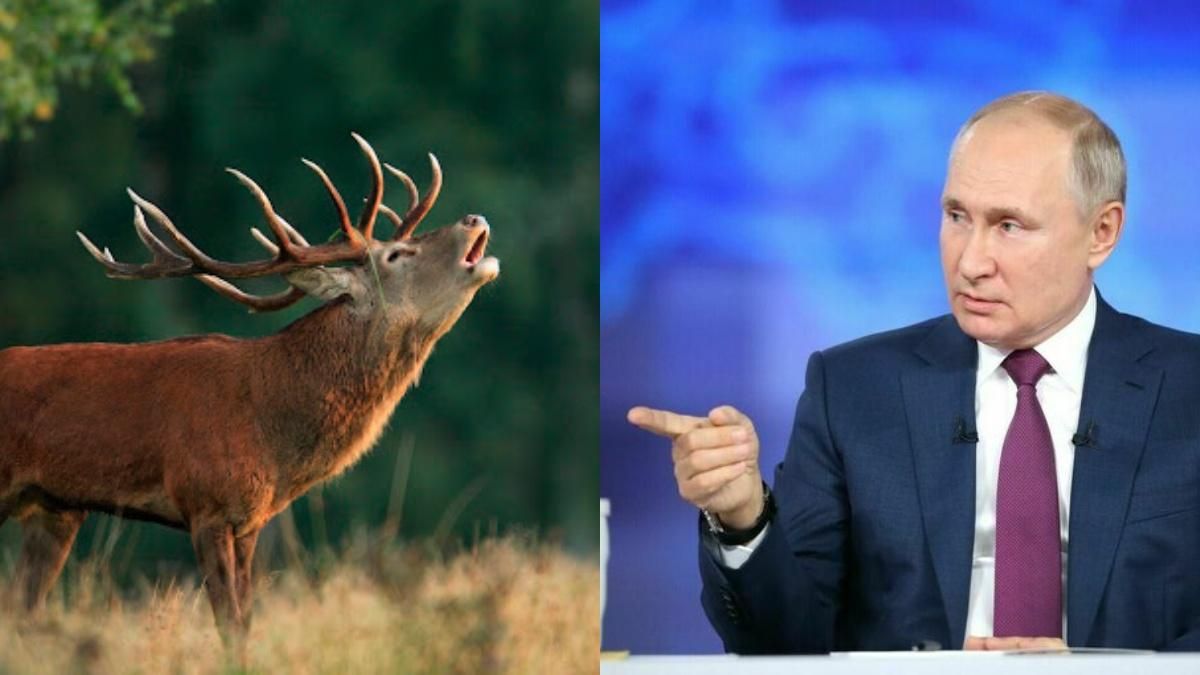 Наотдыхались: Путина с Шойгу в Тайге чуть не сбило стадо маралов – интересное видео Наотдыхались: Путина с Шойгу в Тайге чуть не сбило стадо маралов – интересное видео