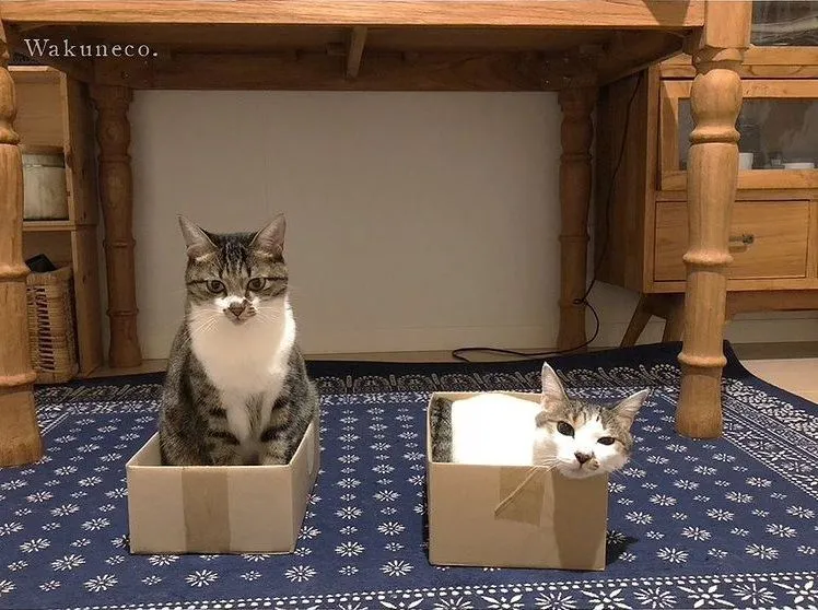 Коти в коробках